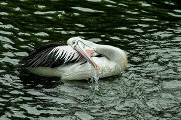 Australian Pelican bathing on the pond