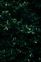 Dark green tropical leaves background