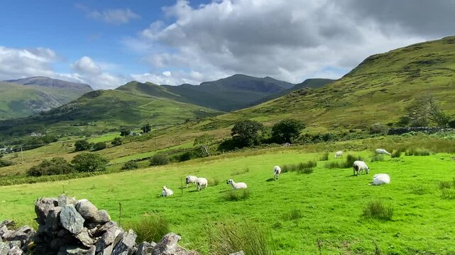 Sheep grazing on lush green mountain meadows in Snowdonia