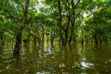 Fototapeta premium Mangrove rainforest, Kampong Phluk floating village