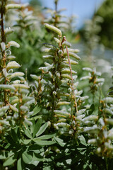 Close-up of fuzzy seed pods on plants