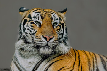 Portrait closeup of the Bengal tiger