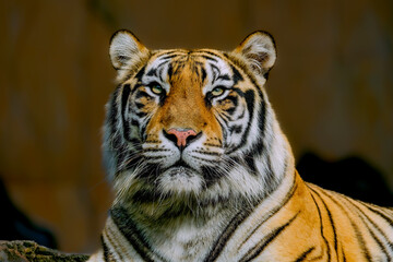 Portrait closeup of the Bengal tiger