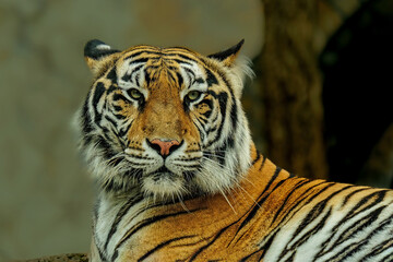 Portrait closeup of the Bengal tiger