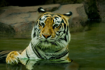 Portrait closeup of the Bengal tiger