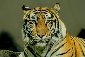 Portrait closeup of the Bengal tiger