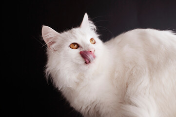Turkish Angora Cat Licking Its Face