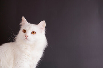 Portrait of a Beautiful  Turkish Angora Cat