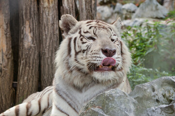 Funny White Tiger Licking Its Mouth