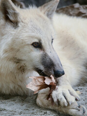 Obraz premium Arctic Wolf Paying With a Leaf