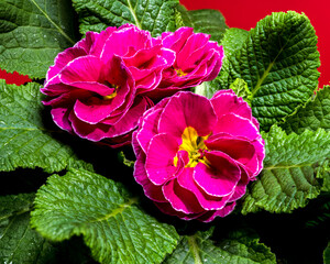 Red Primula Flowers on a red background