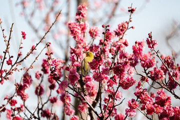 Pink flower plum blossom with Japanese bird during spring in Japan.