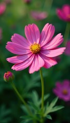Delicate cosmos blossoms, vibrant pink petals, lush green foliage , stem, leaf