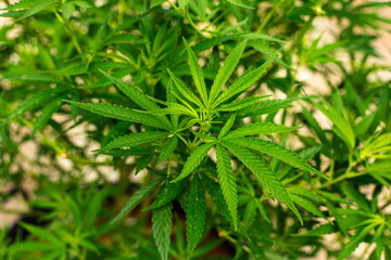 Cannabis PLANT on an Indoor grow facility farm