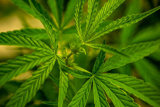 Cannabis bud on an Indoor grow facility farm