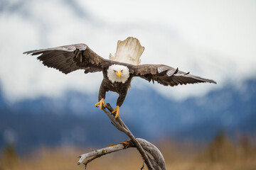 Eagle Launches of Driftwood Toward a Fish