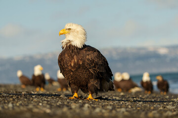 Bald Eagles Gathering Before Breeding Season