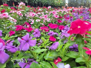 Blurred image of a multi-colored flower garden in a public park.