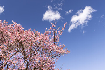 伊豆の寒桜と白い雲
