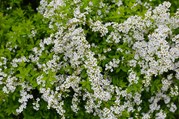 White flowers of Thunberg spirea in Japan park
