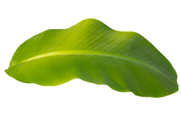 Fototapeta premium Banana leaf on white background.