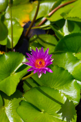 Fototapeta premium Beautiful water lily. Lotus flower with green leaves