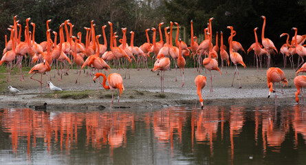 Obraz premium Flamingos at Slimbridge wetlands reserve,