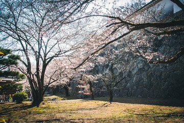 Fototapeta premium Pink Sakura full bloom at Himeji castle. The most beautiful flower and great ancient, heritage castle in Japan.