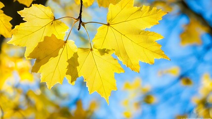 Obraz premium Bright Yellow Maple Leaves Against Blue Sky