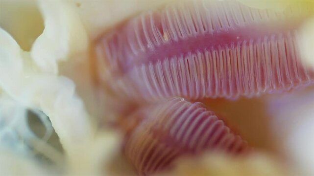Mollusca Yoldia hyperborea under microscope, order Nuculanida Visible gills and their movement. White Sea