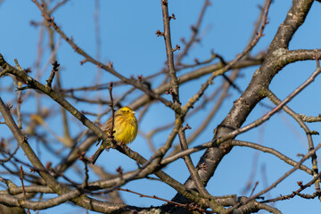 Siskin yellow bird is located on a branch of a tree. The branch is covered with leaves, and the bird looks up
