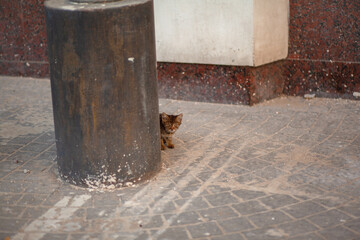 Fototapeta premium A scared kitten in the yard is hiding behind a column
