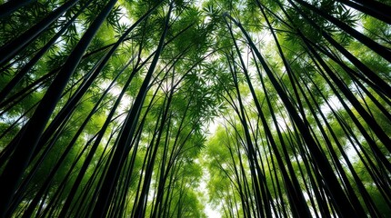 Green background bamboo forest, Bottom-up view

