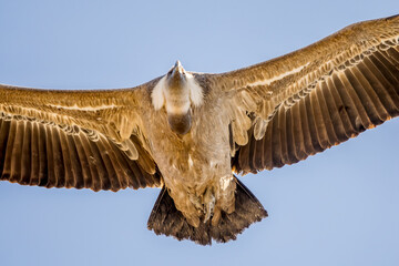 Portrait of a griffon vulture in flight in the Provence sky