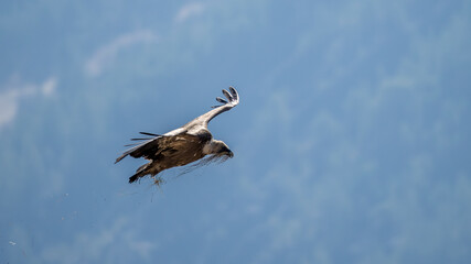 Griffon vulture in flight with grass in its beak at Caire rock, Provence