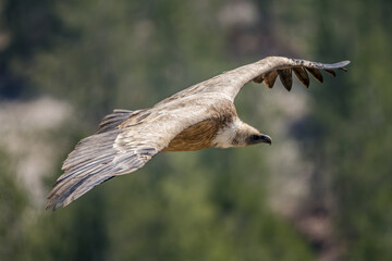 Griffon vulture in flight over the Caire rock, Provence 