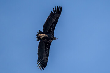 Black vulture in the Provence sky, Remuzat