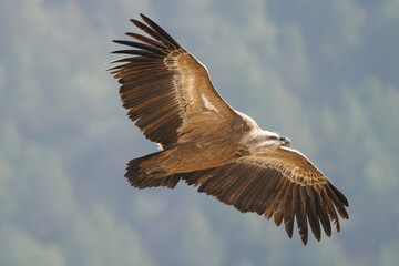 Griffon vulture in flight over the Caire rock, Provence 