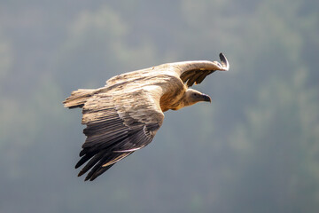 Griffon vulture in flight over the Caire rock, Provence 