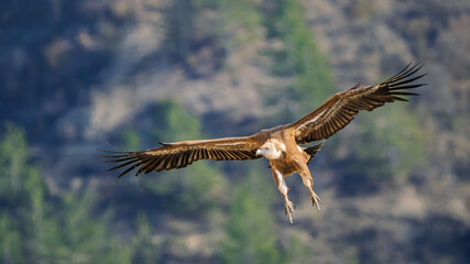 arrival of a griffon vulture on a cliff ledge at Caire rock, Provence
