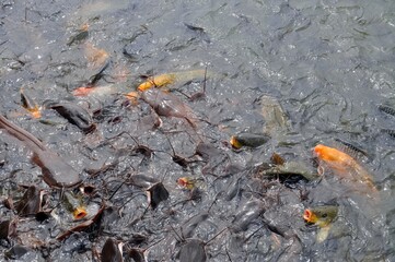fish in the water
