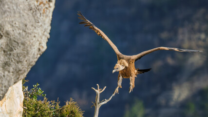 arrival of a griffon vulture on a cliff ledge at Caire rock, Provence