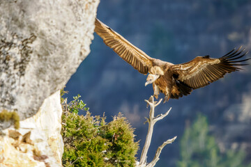 arrival of a griffon vulture on a cliff ledge at Caire rock, Provence
