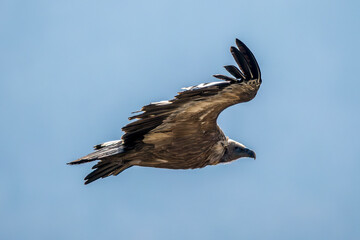 Griffon vulture in the Provence sky, Remuzat