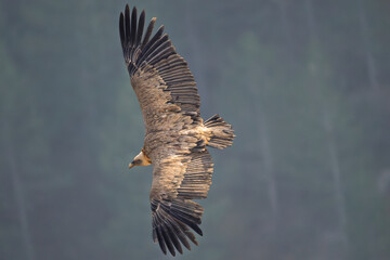 Griffon vulture in flight over the Caire rock, Provence 