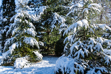 Winter's tale in evergreen landscaped garden. Branches of evergreen trees and shrubs are lowered under thick layer of fluffy snow. Atmosphere of happiness. Nature concept to New Year and Christmas..