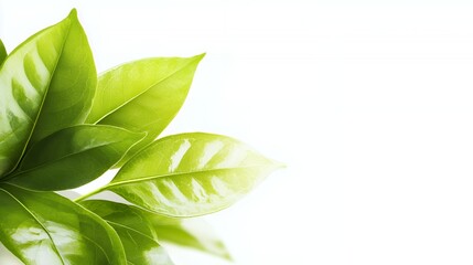 Fototapeta premium Close Up of Lush Green Leaves on White Background