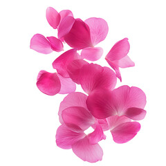 Delicate Pink Flower Petals Falling Gracefully  on Transparent Background.