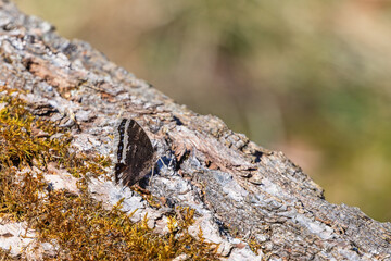 Mourning cloak butterfly on a mossy tree log