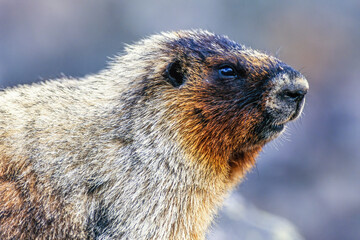 Close up on a Hoary marmot
